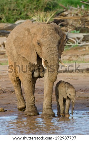 Elephant mother and Baby Drinking at Waters edge