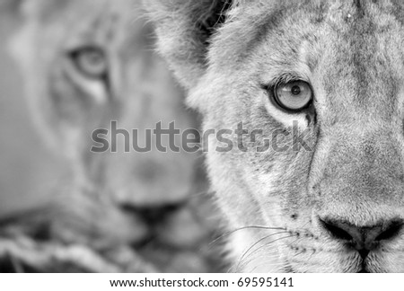 Black and white lion cub duo