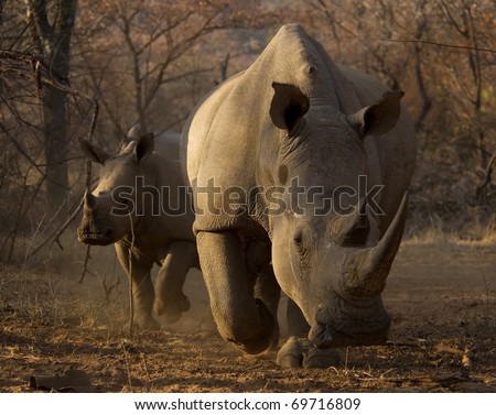 White Rhino mother and calf