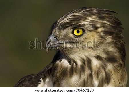 Black breasted snake eagle yellow eye