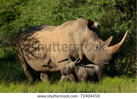 Endangered White Rhino mother with new born young baby