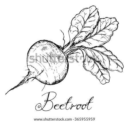 Beetroot With Leaves, Vintage retro woodcut radish or beets, beet vegetable cartoon illustration..Beets, Beet, Beetroots