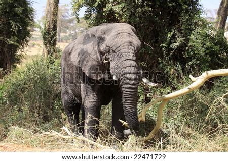 old elephant bull coming out of the swamp in Ngorongoro crater Tanzania