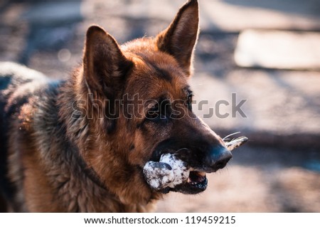 Portrait of a mongrel dog with bone in its mouth