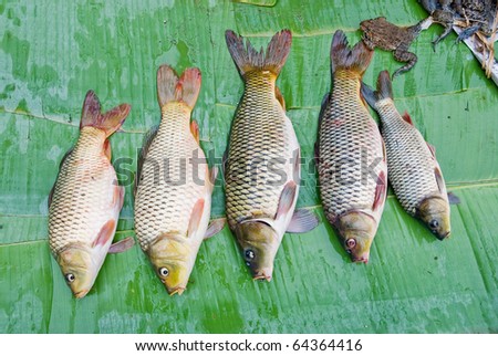 Lived  Fresh Water Fish for selling at Luang Pra Bang Morning Market ,Lao