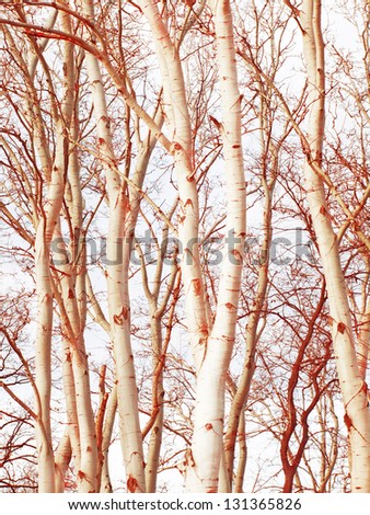 abstract poplar tree canopy background
