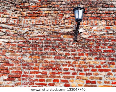 creeper on weathered brick wall / abstract grungy background / wall plant with vintage street lamp / Italy Florencia
