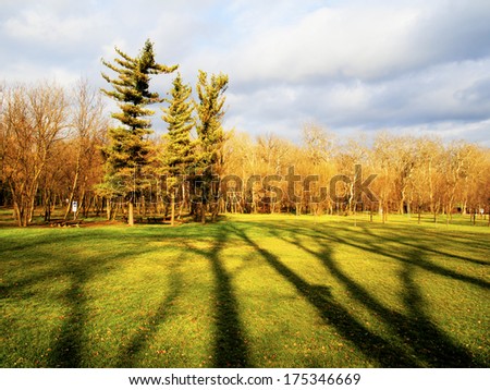 Forest and tree shadow on Ada Ciganlija, park in Belgrade, Serbia