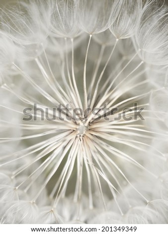 Dandelion abstract closeup, tranquil art scene