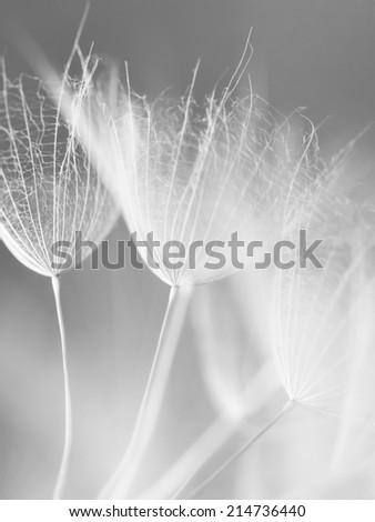 Dandelion abstract closeup, tranquil art scene