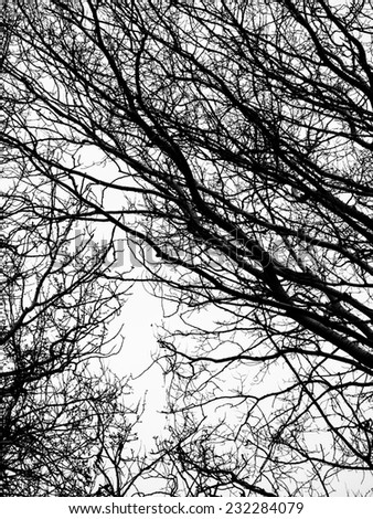abstract tree branches canopy background