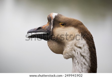 Portrait of a Muscovy Duck (Cairina moschata), a large duck which is native to Mexico and Central and South America.