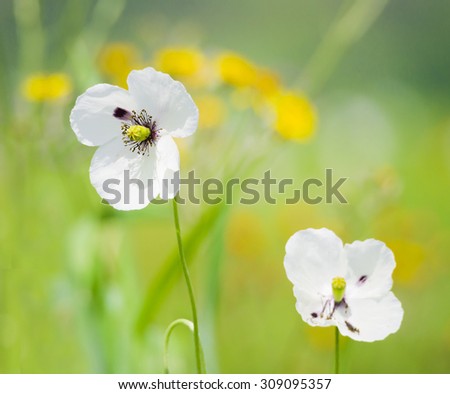 white poppy flowers on grass field