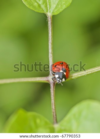 Red ladybug on the nature cross in the natural environment