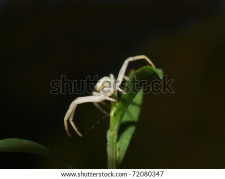 Macro of crab spider (Misumena vatia thomisidae) seen from front on green plant / isolated on black /