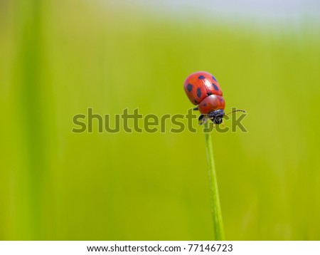 lady bug holding on to the top of a leaf of grass . Background blur.