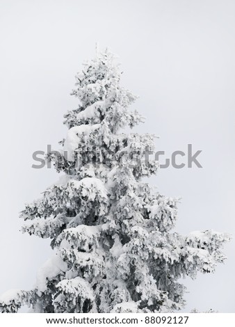 Winter tree boron / mountain Kopaonik Serbia /