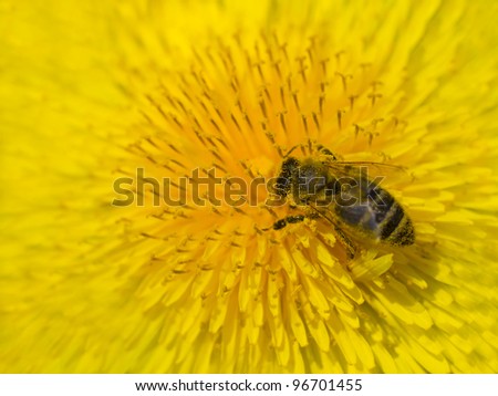 Bee collection pollen on yellow dandelion flower