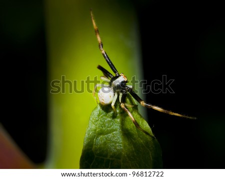 Macro of crab spider (Misumena vatia thomisidae) seen from front on green plant / isolated on black /