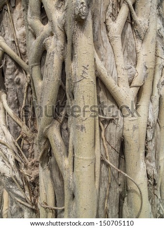 texture of root of the tree. The roots of the tree were for a long time.