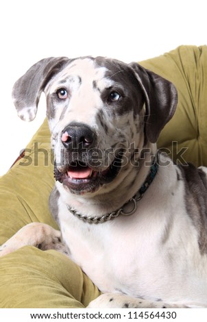 Great Dane portrait with spotted  coat laying on a green cushion on a white background