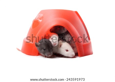 Group of small, cute, baby domesticated pet rats  climbing over eachother in a plastic dome house on a white background