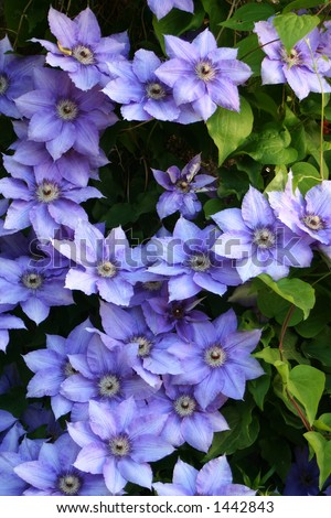 beautiful bush of the blue clematis