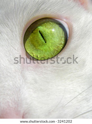 closeup of a bright green eye of a white cat