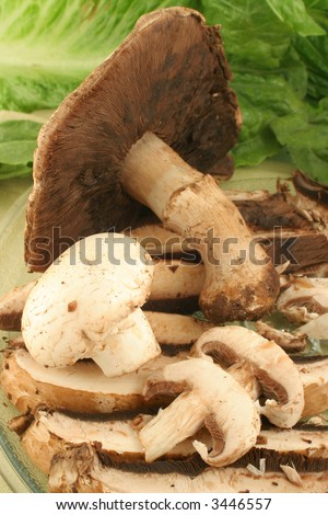 big freshly picked portabello mushrooms and smaller button mushrooms ready for cooking