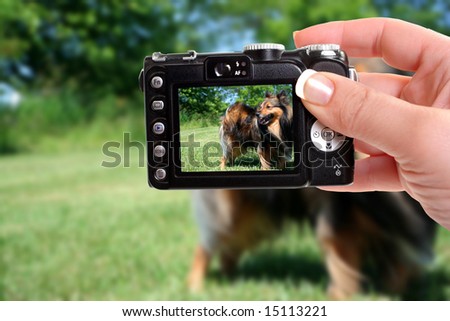 woman taking snapshot of shetland sheepdog with compact camera
