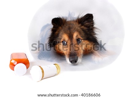 Sick Sheltie or Shetland sheepdog with dog cone collar and medicine bottles in the foreground