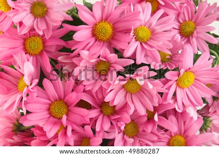 Background of pink daisy flowers, a sign of spring
