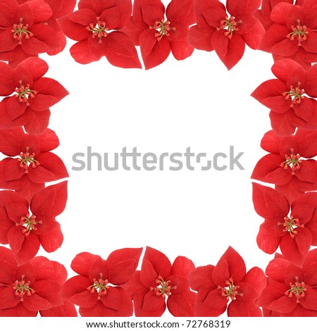 Poinsetta flower square border or frame on a white background for scrapbooking