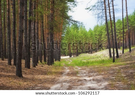 Sunny pine forest in East Europe