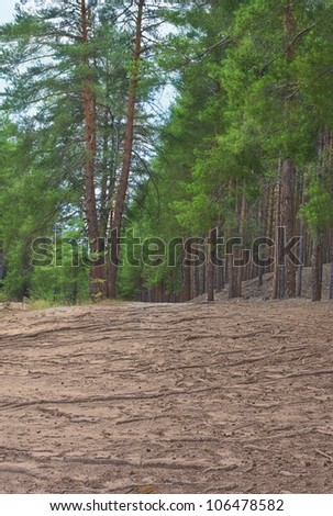 Pine and fir trees in forest, East Europe