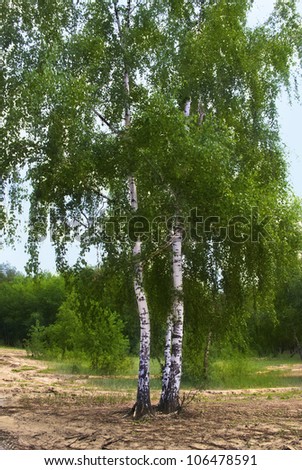 Birch tree  in forest, East Europe