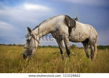 Single gray horse feed on meadow in East Europe