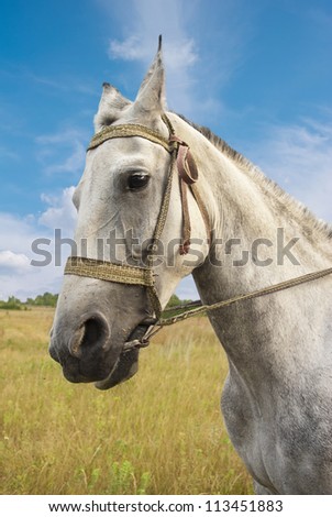Portrait of single gray horse on meadow in East Europe