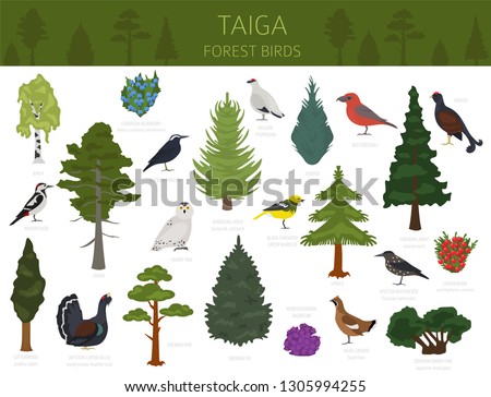 Taiga biome, boreal snow forest. Terrestrial ecosystem world map. Animals, birds, fish and plants infographic design. Vector illustration