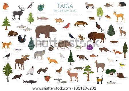 Taiga biome, boreal snow forest. Terrestrial ecosystem world map. Animals, birds, fish and plants infographic design. Vector illustration