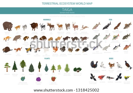 Taiga biome, boreal snow forest 3d isometry design. Terrestrial ecosystem world map. Animals, birds, fish and plants infographic elements. Vector illustration