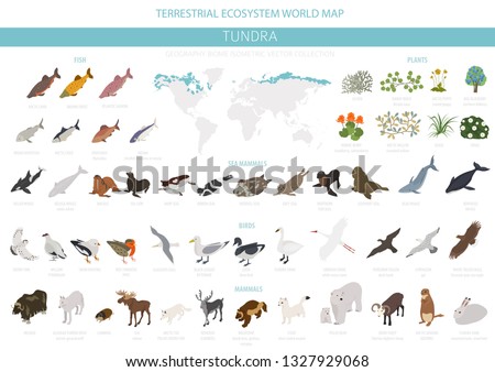 Tundra biome. Isometric 3d style. Terrestrial ecosystem world map. Arctic animals, birds, fish and plants infographic design. Vector illustration