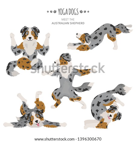 Yoga dogs poses and exercises. Australian shepherd clipart. Vector illustration