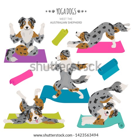 Yoga dogs poses and exercises. Australian shepherd clipart. Vector illustration