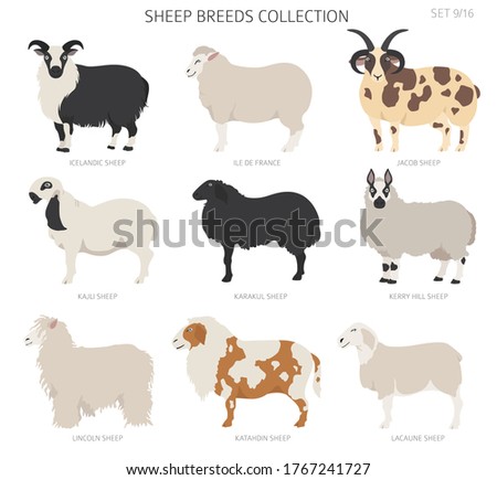 Sheep breeds collection 9. Farm animals set. Flat design. Vector illustration