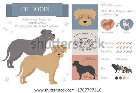 Designer dogs, crossbreed, hybrid mix pooches collection isolated on white. Pit boodle flat style clipart infographic. Vector illustration
