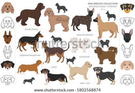 Designer dogs, crossbreed, hybrid mix pooches collection isolated on white. Flat style clipart dog set. Vector illustration