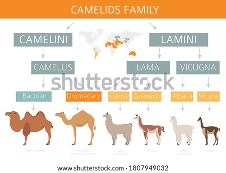 Camelids family collection. Camels and llama infographic design. Vector illustration