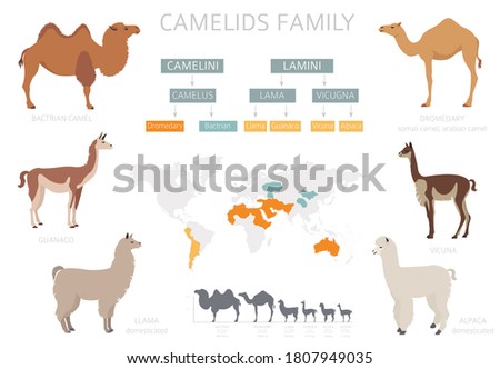 Camelids family collection. Camels and llama infographic design. Vector illustration