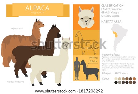 Camelids family collection. Alpaca graphic design. Vector illustration